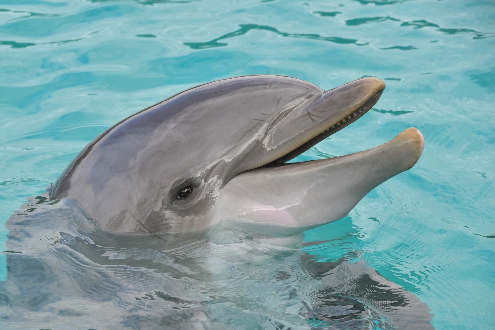 dolphin-3416542_1920-1
